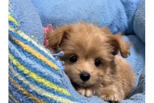 販売中の栃木県のミックス犬-386871の1枚目