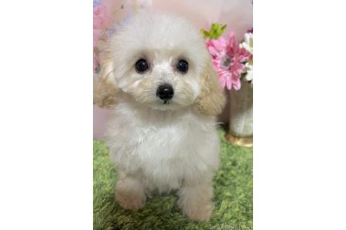 販売中の岡山県のタイニープードル-377083の8枚目
