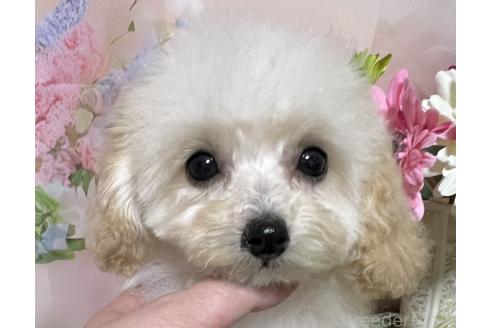 販売中の岡山県のタイニープードル-377083の6枚目