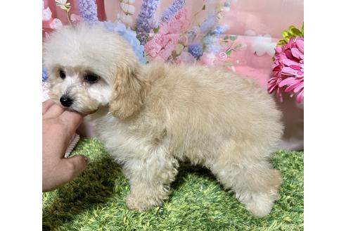販売中の岡山県のタイニープードル-377083の5枚目