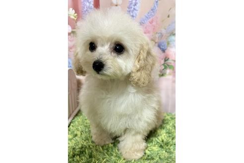 販売中の岡山県のタイニープードル-377083の4枚目
