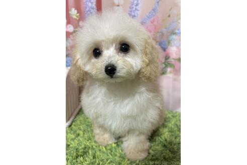 販売中の岡山県のタイニープードル-377083の3枚目