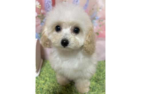 販売中の岡山県のタイニープードル-377083の2枚目