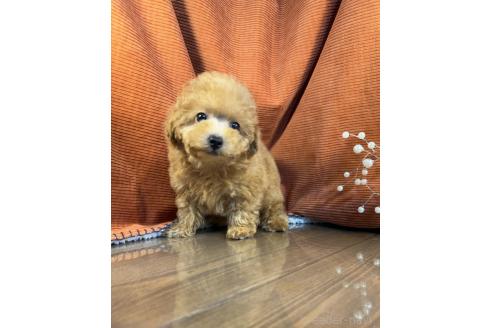 販売中の茨城県のトイプードル-386873の5枚目