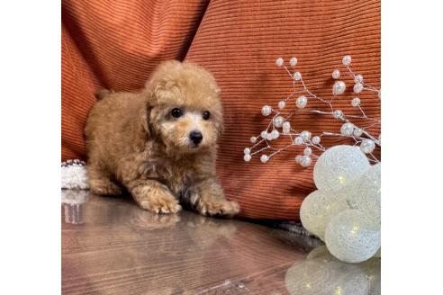 販売中の茨城県のトイプードル-386873の3枚目