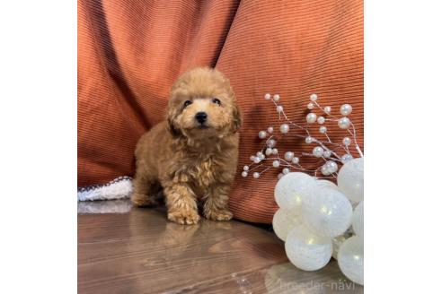 販売中の茨城県のトイプードル-386873の2枚目