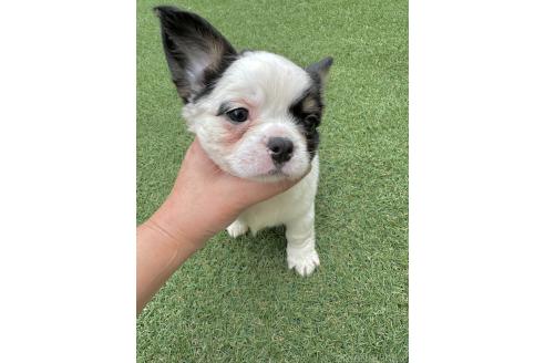 成約済の福島県のミックス犬-385506の3枚目