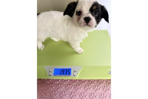 成約済の福島県のミックス犬-385506の2枚目