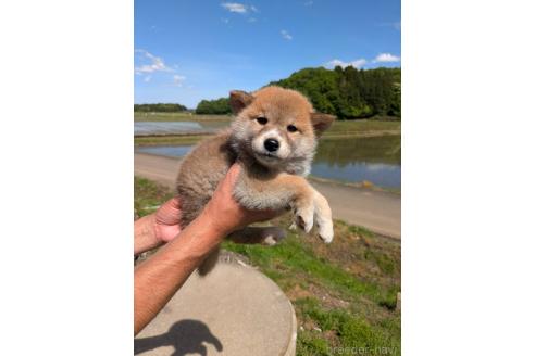 販売中の茨城県の柴犬-386881の4枚目