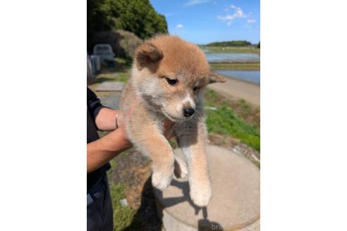 販売中の茨城県の柴犬-386881の3枚目