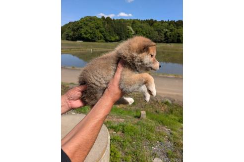 販売中の茨城県の柴犬-386881の2枚目