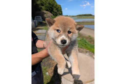 販売中の茨城県の柴犬-386882の2枚目
