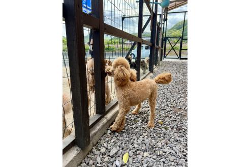 アプリカちゃん1枚目