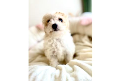 成約済の静岡県のミックス犬-380155の9枚目