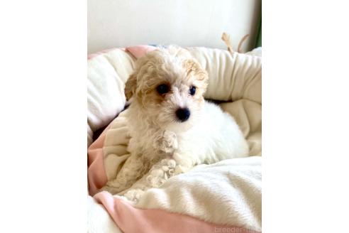 成約済の静岡県のミックス犬-380155の7枚目