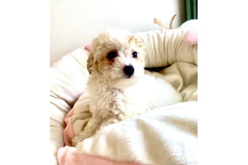 成約済の静岡県のミックス犬-380155の6枚目