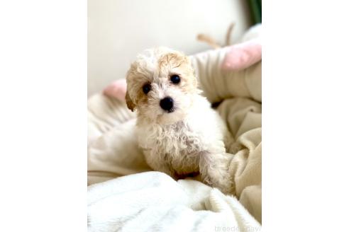 成約済の静岡県のミックス犬-380155の4枚目