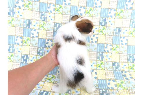 成約済の千葉県のパピヨン-380026の5枚目