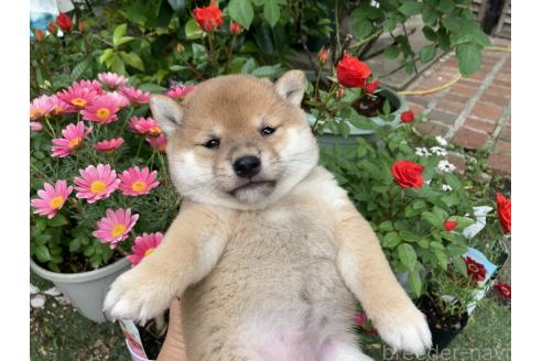 成約済の福岡県の豆柴-381099の4枚目