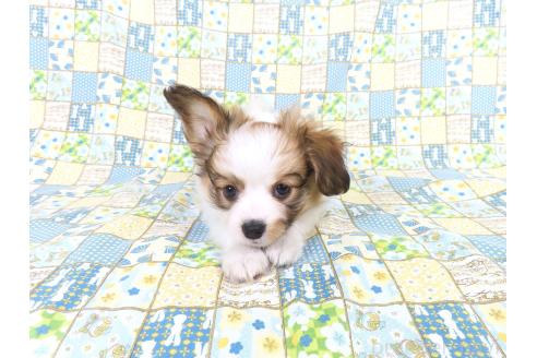 成約済の千葉県のパピヨン-380031の3枚目