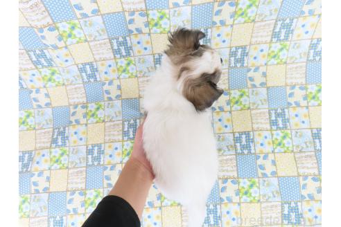 販売中の千葉県のミックス犬-379892の11枚目