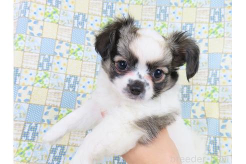 販売中の千葉県のミックス犬-379892の10枚目