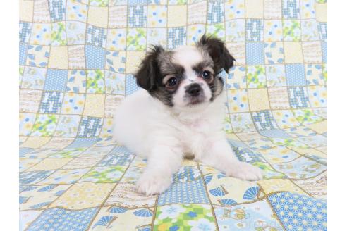 販売中の千葉県のミックス犬-379892の8枚目