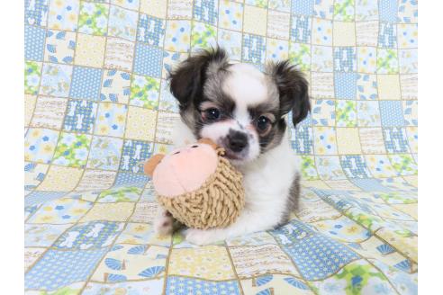 販売中の千葉県のミックス犬-379892の7枚目