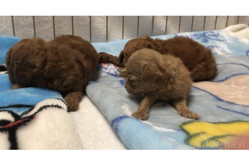販売中の青森県のタイニープードル-386922の2枚目