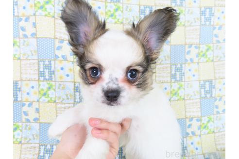 成約済の千葉県のミックス犬-379893の6枚目