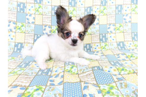成約済の千葉県のミックス犬-379893の5枚目