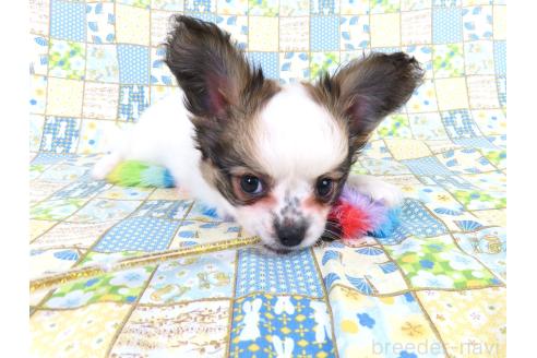 成約済の千葉県のミックス犬-379893の4枚目
