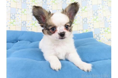 成約済の千葉県のミックス犬-379893の2枚目
