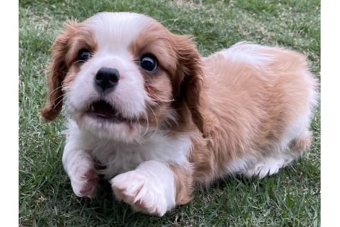 成約済の茨城県のキャバリアキングチャールズスパニエル-382696の8枚目