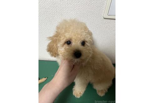 販売中の大阪府のトイプードル-376269の2枚目