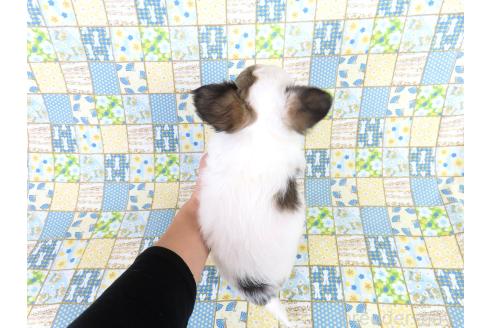 商談中の千葉県のミックス犬-379894の11枚目