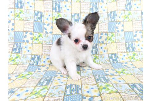 商談中の千葉県のミックス犬-379894の10枚目
