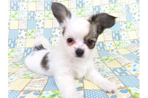 商談中の千葉県のミックス犬-379894の9枚目