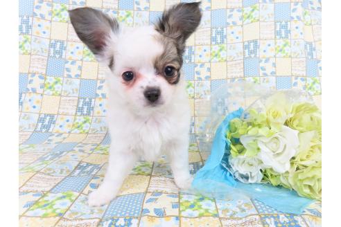 商談中の千葉県のミックス犬-379894の8枚目