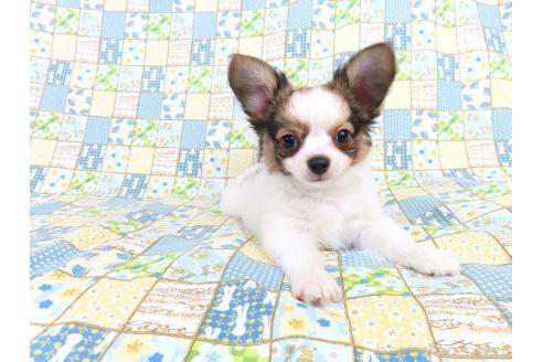 成約済の千葉県のミックス犬-379895の4枚目