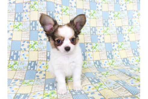 成約済の千葉県のミックス犬-379895の3枚目