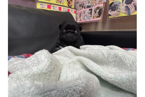 成約済の岐阜県のパグ-385068の11枚目