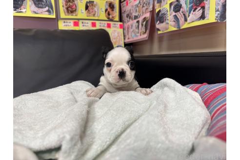 商談中の岐阜県のボストンテリア-379228の8枚目