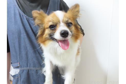 ランヴァンちゃん1枚目