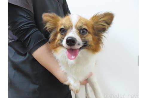 ランヴァンちゃん1枚目