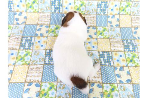 販売中の千葉県のパピヨン-386911の5枚目
