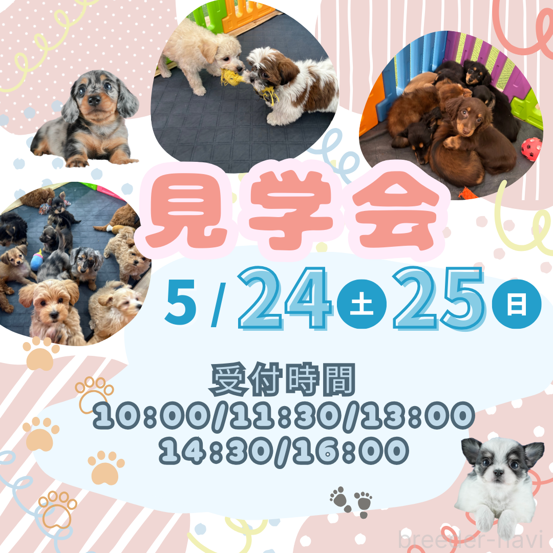 販売中の茨城県のトイプードル-384530