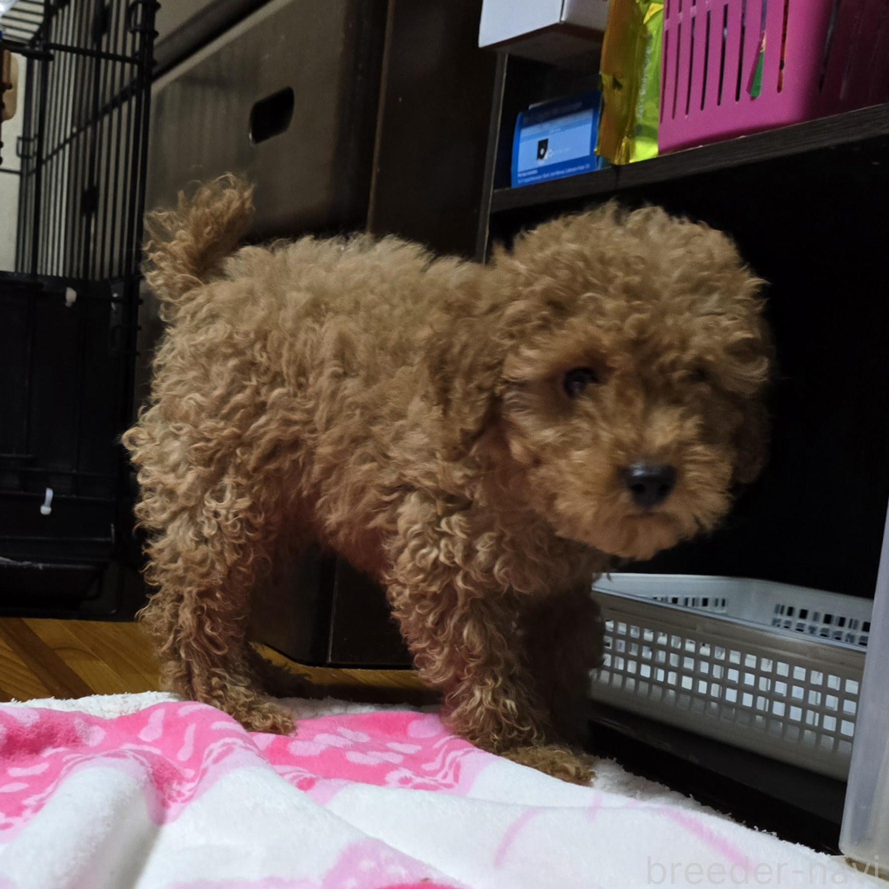 成約済の岡山県のトイプードル-374260の9枚目