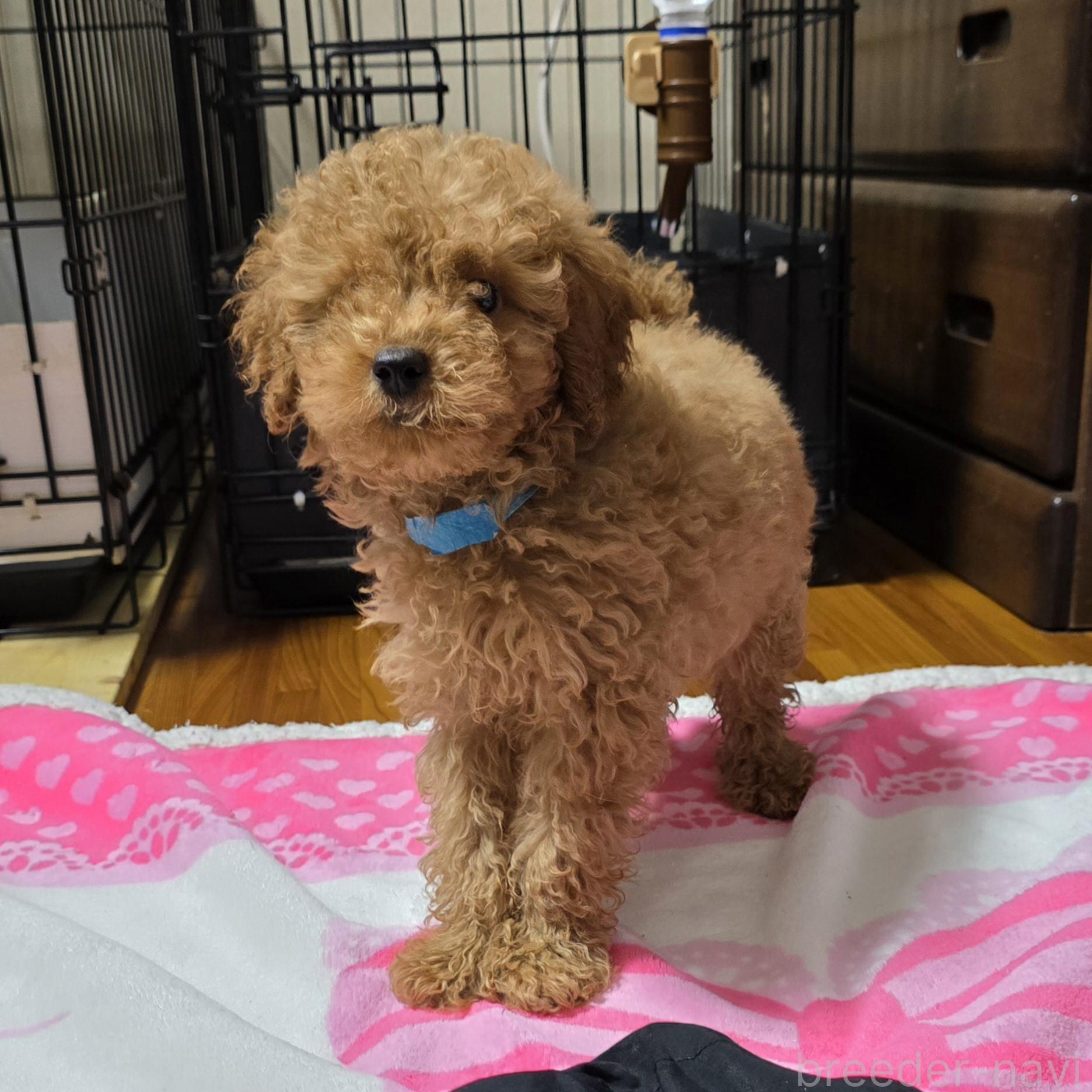 成約済の岡山県のトイプードル-374260の8枚目