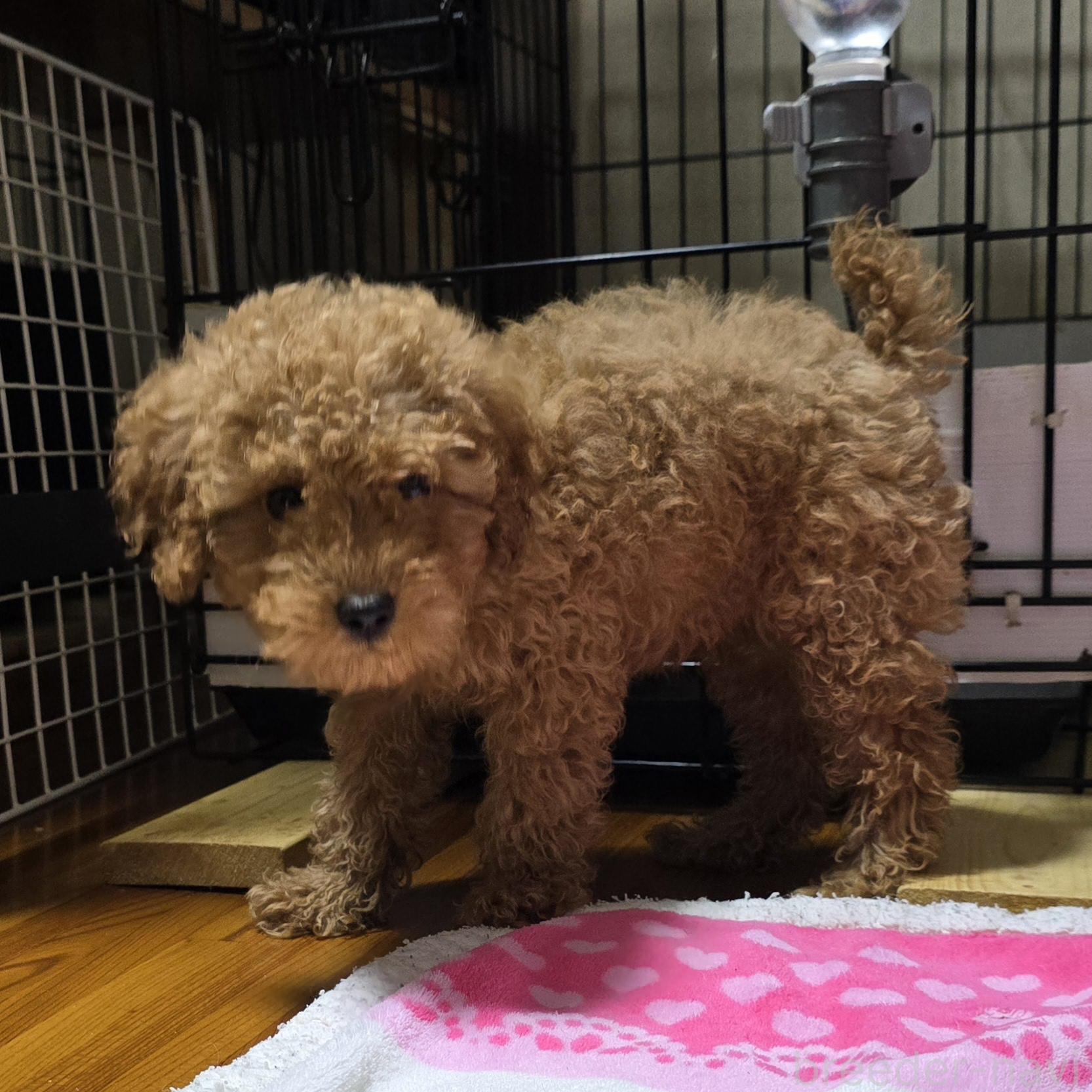 成約済の岡山県のトイプードル-374260の7枚目